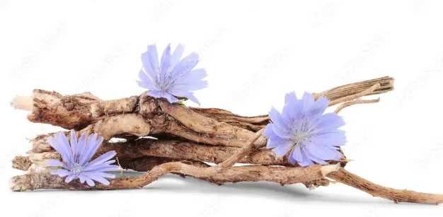 What is chicory root?